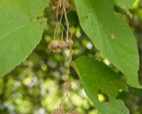 tilia close.jpg